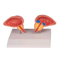 Erler Zimmer anatomisches Prostata Modell, 2-teilig, 3/4...