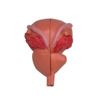 Erler Zimmer anatomisches Prostata Modell, 2-teilig, 3/4...
