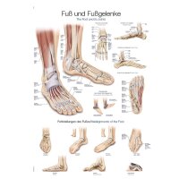 Erler Zimmer Fuß und Fußgelenke anatomisches...