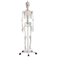 Ganzkörper Skelett männlich, anatomisch...