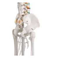 Ganzkörper Skelett männlich, anatomisch...