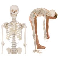 Erler Zimmer Ganzkörper Skelett anatomisch 1,76cm,...