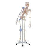 Erler Zimmer Ganzkörper Skelett anatomisch 1,76cm,...