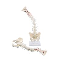 Erler Zimmer Wirbelsäule mit Becken, Anatomie...