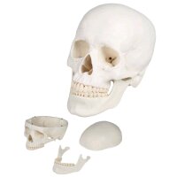 Erler Zimmer Schädelmodell, 3-teilig, anatomisch,...