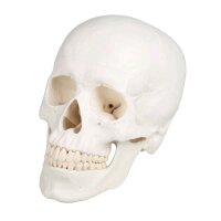 Erler Zimmer Schädelmodell, 3-teilig, anatomisch,...
