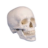 3-teiliges Schädelmodell von Erler Zimmer,...