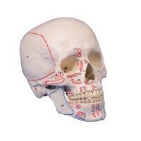 Erler Zimmer Schädelmodell, 3-teilig anatomisch mit...