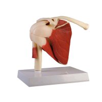 Erler Zimmer Anatomie Modell Schultergelenk mit...