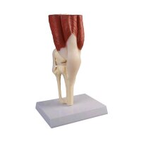 Erler Zimmer Anatomie Muskelmodell vom Kniegelenk,...