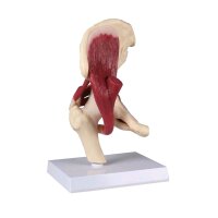 Erler Zimmer Anatomie Muskelmodell vom Hüftgelenk,...