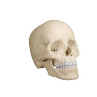 Erler Zimmer Schädelmodell, anatomische...