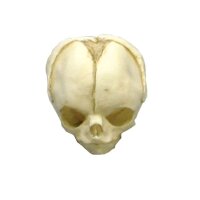 Erler Zimmer Fetusschädel Anatomie Modell, versch....