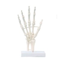 Anatomie Modell Handskelett von Erler Zimmer,...