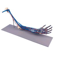 anatomisches Armskelett mit Gefäßen von Erler...