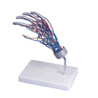 anatomisches Handskelett mit Gefäßen von Erler...