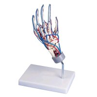 anatomisches Handskelett mit Gefäßen von Erler...