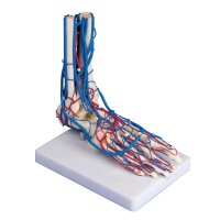 anatomisches Fußgefäß-Modell von Erler...