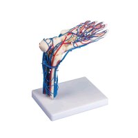 anatomisches Fußgefäß-Modell von Erler...