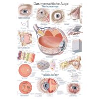 Erler Zimmer  „Das menschliche Auge“...
