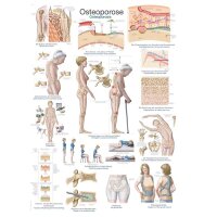 Erler Zimmer anatomische Lehrtafel...