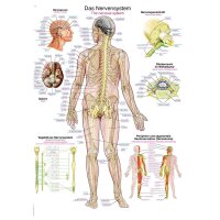 Erler Zimmer anatomische Lehrtafel „Das...
