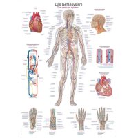 Erler Zimmer anatomische Lehrtafel „Das...