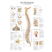 Erler Zimmer Die Wirbelsäule anatomische Lehrtafel,...