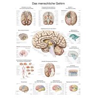 Erler Zimmer Das menschliche Gehirn anatomisches Poster,...