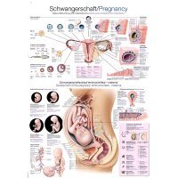 Erler Zimmer „Schwangerschaft“ anatomisches...