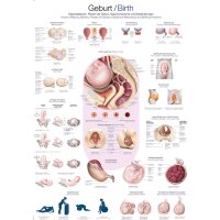 Erler Zimmer Lehrtafel Geburt anatomisches Poster,...