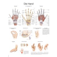 Erler Zimmer Lehrtafel Die Hand anatomisches Poster,...