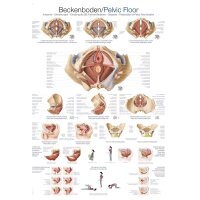 Erler Zimmer „Beckenboden“ anatomische...