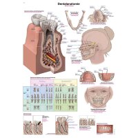 Erler Zimmer „Dentalanatomie“ anatomische...