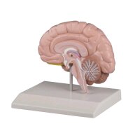 Gehirnhälfte, Anatomie Modell von Erler Zimmer,...