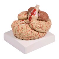 Gehirn-Modell mit Arterien von Erler Zimmer, 9-teilig,...