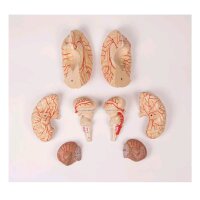 Gehirn-Modell mit Arterien von Erler Zimmer, 9-teilig,...