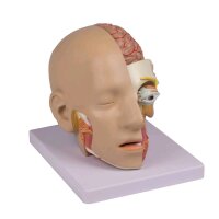 Kopf-Modell von Erler Zimmer, zerlegbar, 4-teilig,...