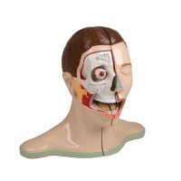 Kopf und Nacken Modell von Erler Zimmer, median...