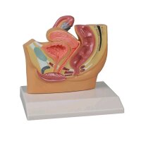 Erler Zimmer Beckenschnitt Modell, weiblich, 1/2...