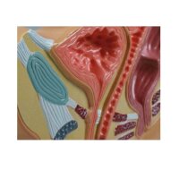 Erler Zimmer Beckenschnitt Modell, weiblich, 1/2...