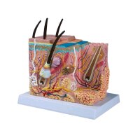 Erler Zimmer Haut Blockmodell, anatomische Strukturen,...