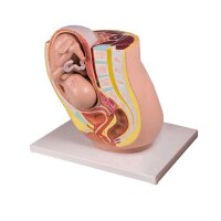 Erler Zimmer Beckenmodell Schwangerschaft, Fetus 32 SSW,...