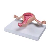 Erler Zimmer Uterusmodell, lebensgroß, handbemalt,...