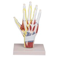Handanatomie-Strukturmodell von Erler Zimmer,...