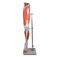 Beinmuskulatur-Modell von Erler Zimmer, zerlegbar,...