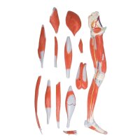 Beinmuskulatur-Modell von Erler Zimmer, zerlegbar,...