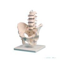 Erler Zimmer Lendenwirbelsäule mit Becken inklusive...