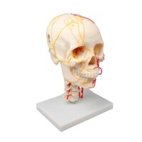 Erler Zimmer Modell, neurovaskulärer Schädel,...