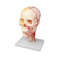 Erler Zimmer Modell, neurovaskulärer Schädel,...